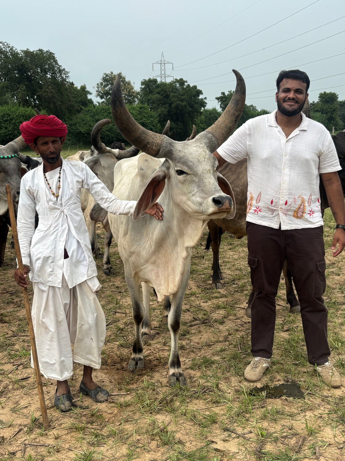 A2 GHEE - "The First Batch , Two Days in Sherpura"