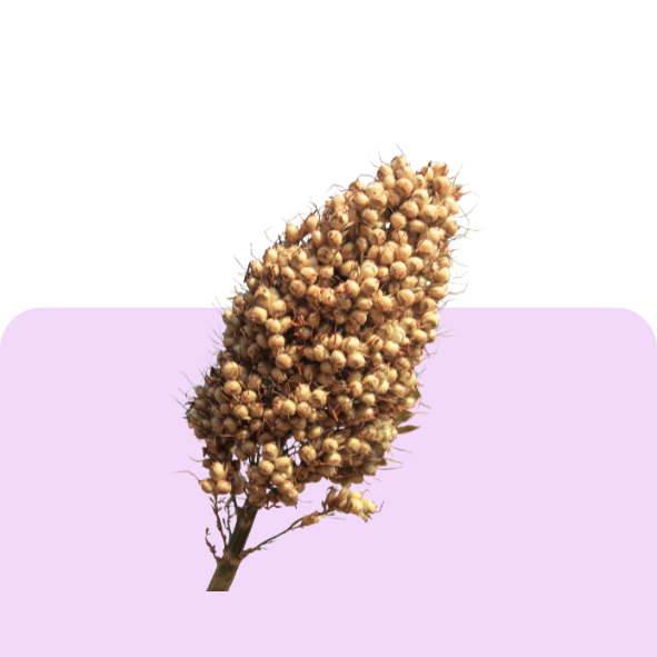 Millets