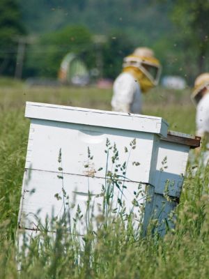 Wild Forest Honey