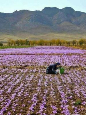Saffron 