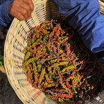 Malabar Black Pepper - Originary