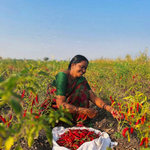 Guntur Red Chilli Powder